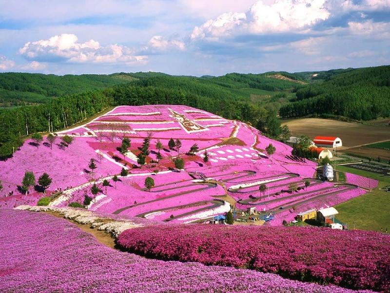 Июньские флоксы в парке Шибазакура, Хоккайдо